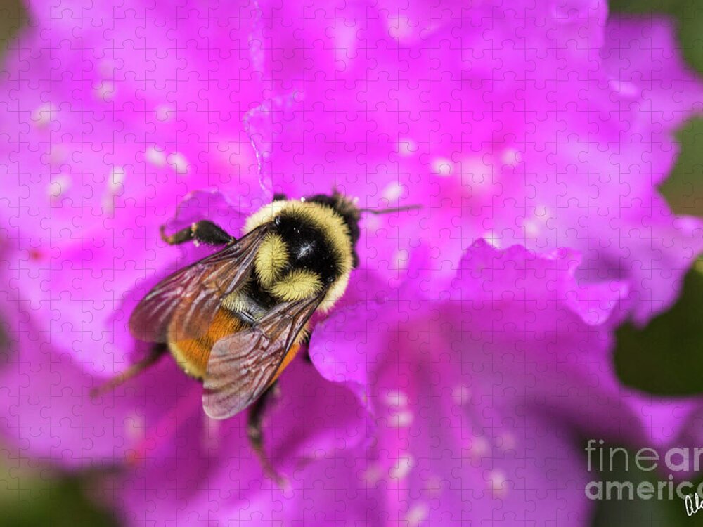 Maine Jigsaw Puzzle featuring the photograph Bee on Azalea by Alana Ranney