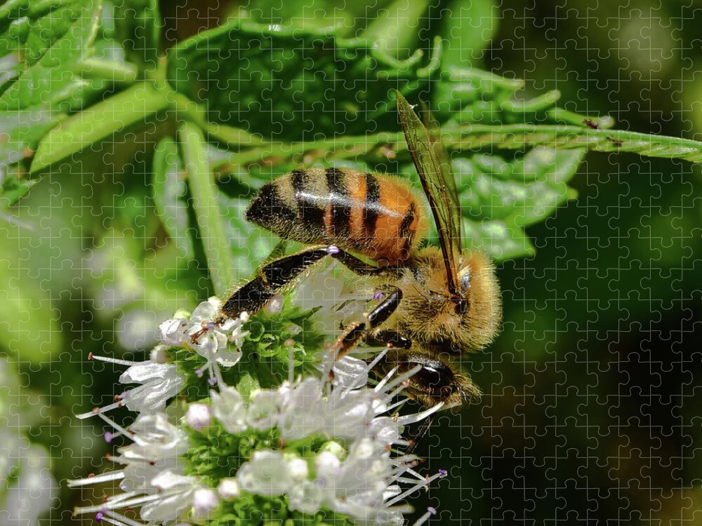 Linda Brody Jigsaw Puzzle featuring the photograph Bee on Blooming White Spike Flowers 3 by Linda Brody