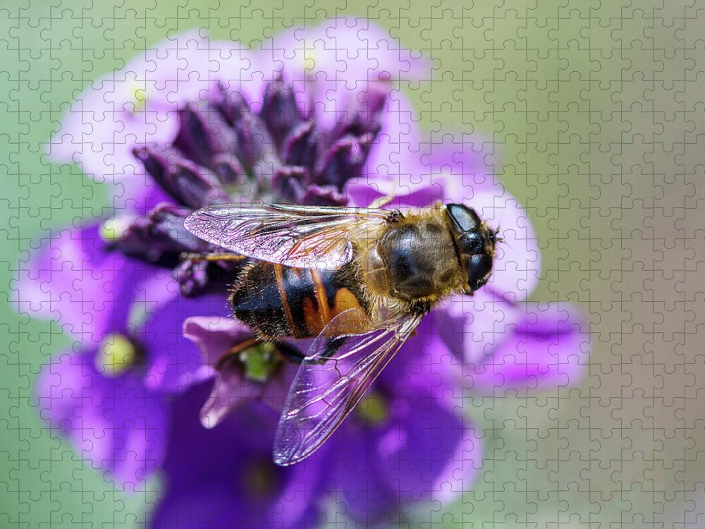 Flowers Jigsaw Puzzle featuring the photograph Bee on Top by Rebecca Cozart