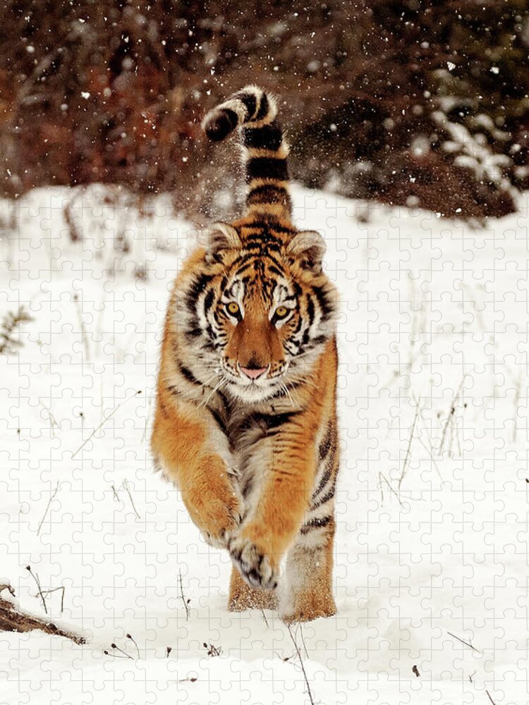 Snow Jigsaw Puzzle featuring the photograph Bengal Tiger by Donald A Higgs