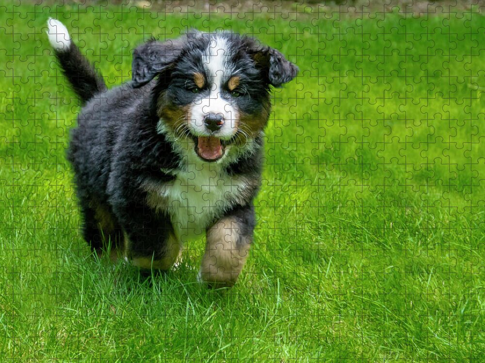 Dog Jigsaw Puzzle featuring the photograph Bernese Mountain Dog Puppy Running 2 by Pelo Blanco Photo