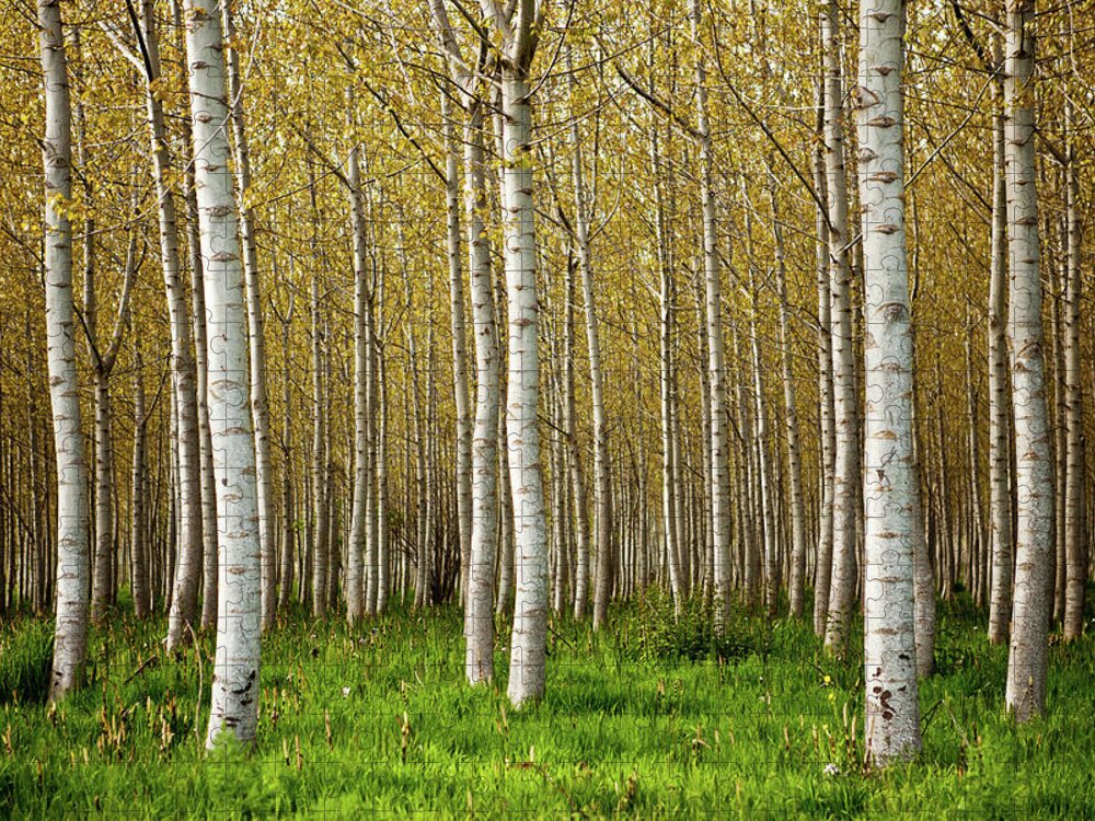 Outdoors Jigsaw Puzzle featuring the photograph Birch Trees by Andipantz