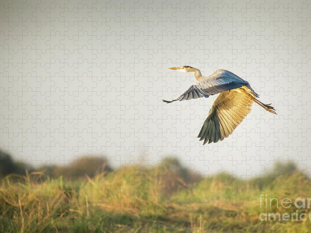 Africa Jigsaw Puzzle featuring the photograph Bird In Flight by Timothy Hacker