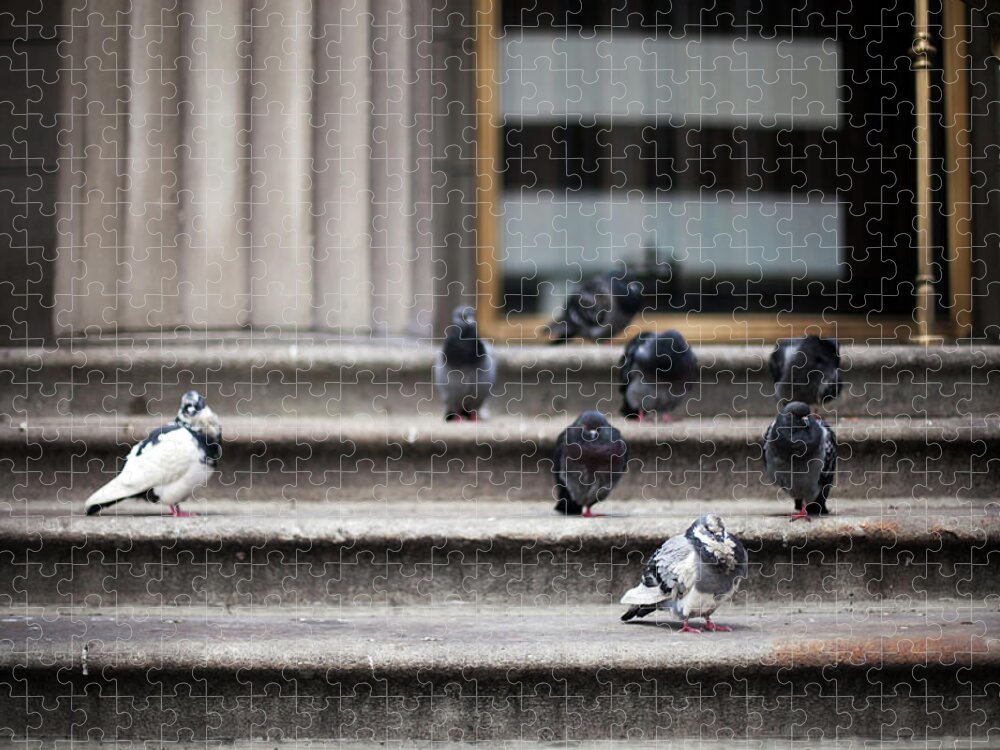 Steps Jigsaw Puzzle featuring the photograph Birds On Steps by Bryant Scannell
