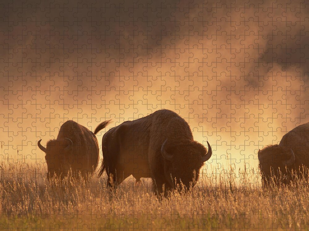 Bison Jigsaw Puzzle featuring the photograph Bison in the dust by Mary Hone