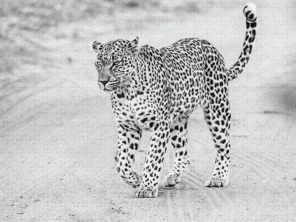 Leopard Jigsaw Puzzle featuring the photograph Black and white leopard walking on a road by Mark Hunter