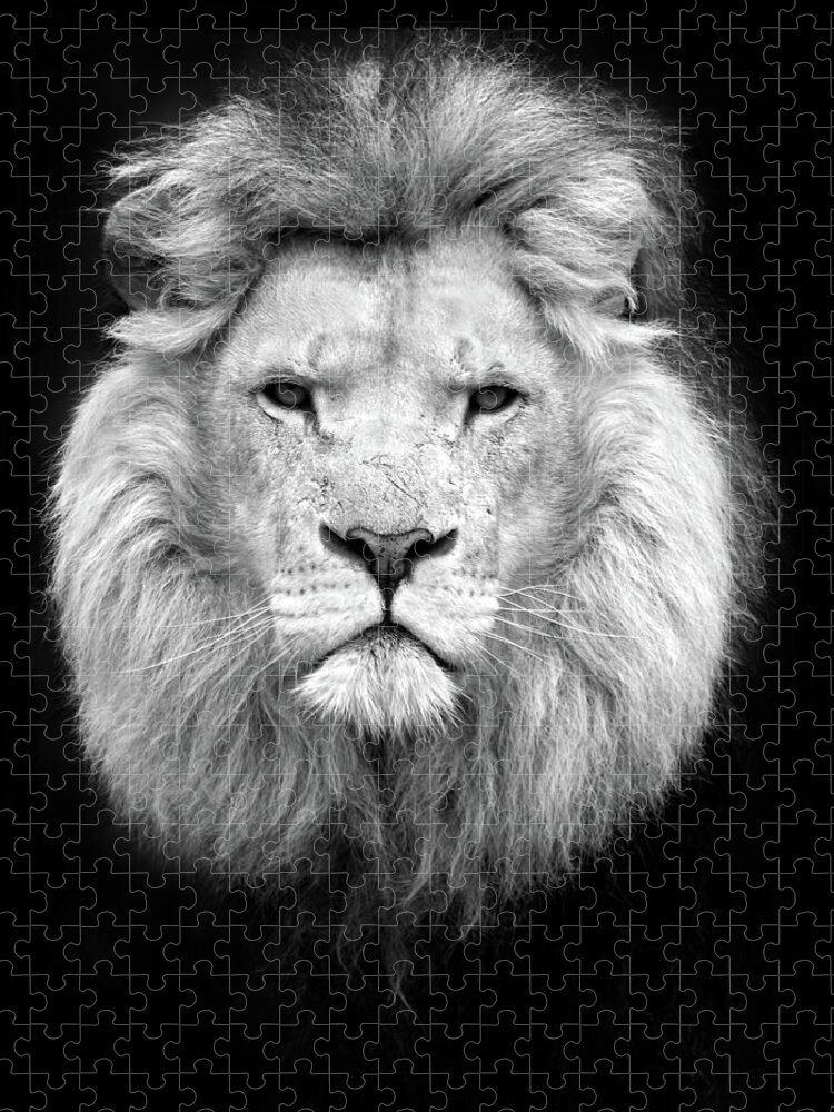 Black And White Portrait Of A Lion Jigsaw Puzzle by Focus on nature 