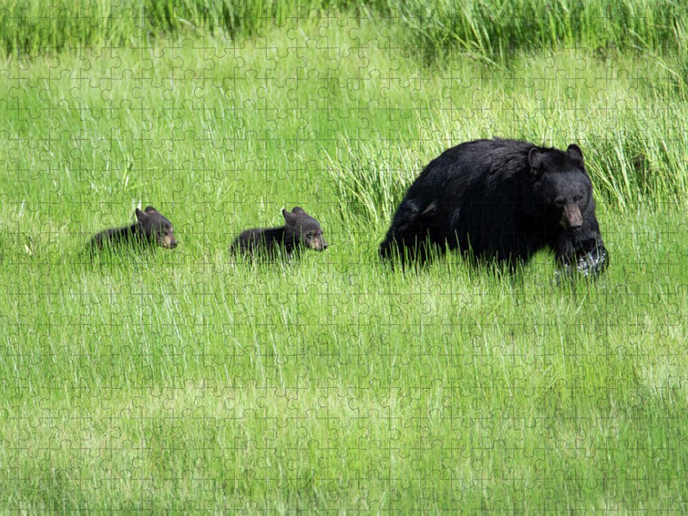 Bear Jigsaw Puzzle featuring the photograph Black Bear and cubs by Patrick Nowotny