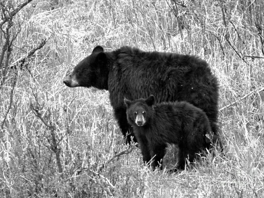 Black Bear Jigsaw Puzzle featuring the photograph Black Bear Sow With Junior Black And White by Adam Jewell