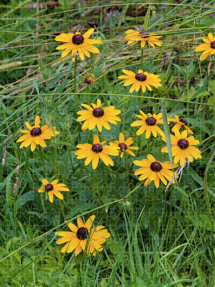 Allegheny Plateau Jigsaw Puzzle featuring the photograph Black-eyed Susan by Michael Gadomski