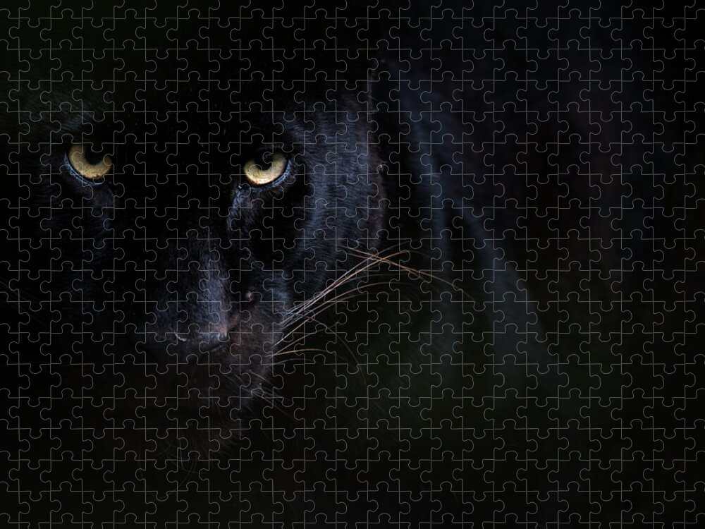 Black Panther / Melanistic Leopard Portrait, Captive Jigsaw Puzzle by Edwin  Giesbers / Naturepl.com - Pixels Puzzles
