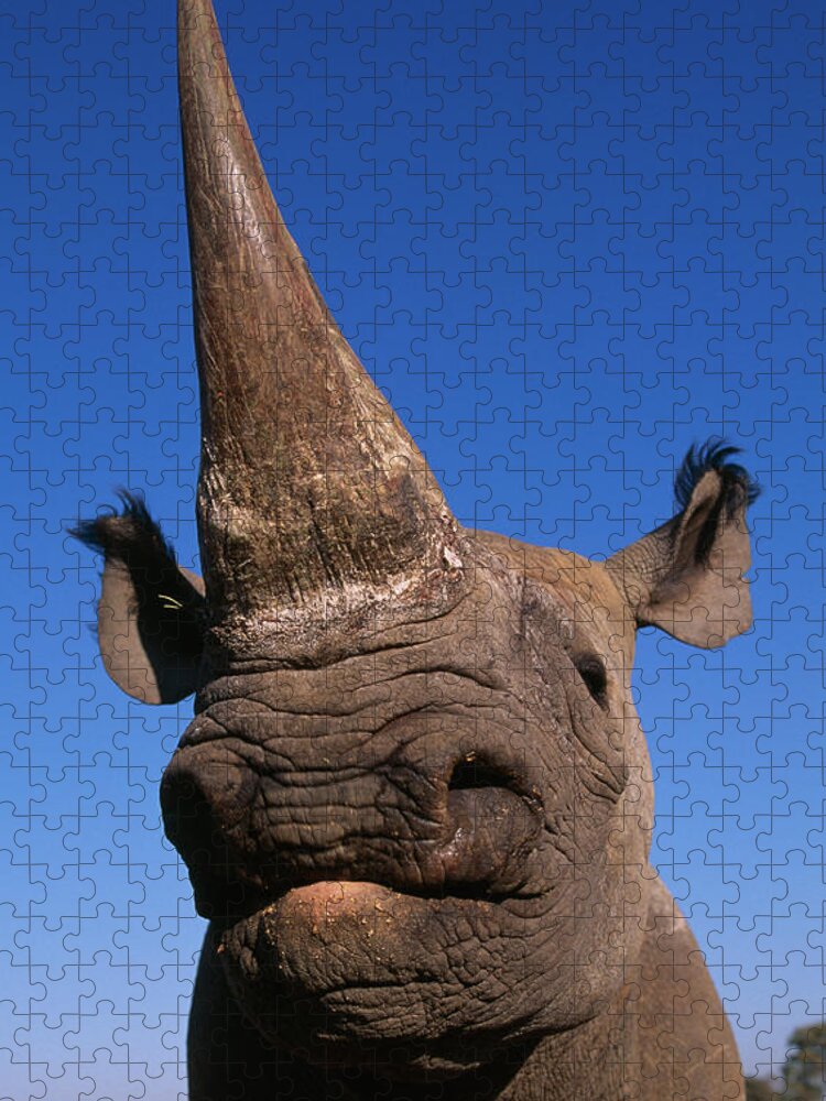 Africa Jigsaw Puzzle featuring the photograph Black Rhino Diceros Bicornis Endangered by Nhpa