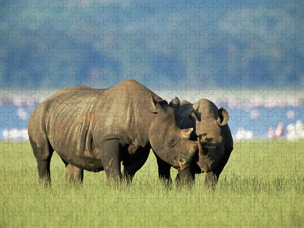 Kenya Jigsaw Puzzle featuring the photograph Black Rhinocerus Diceros Bicornis by James Warwick