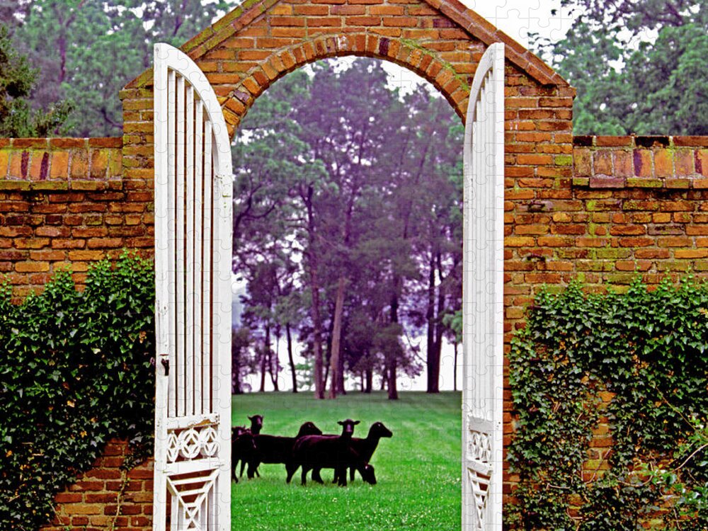 Arch Jigsaw Puzzle featuring the photograph Black Sheep At Wye Plantation by Richard Felber