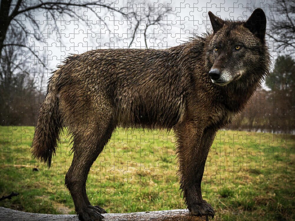 Wolf Wolves Jigsaw Puzzle featuring the photograph Black Wolf by Laura Hedien