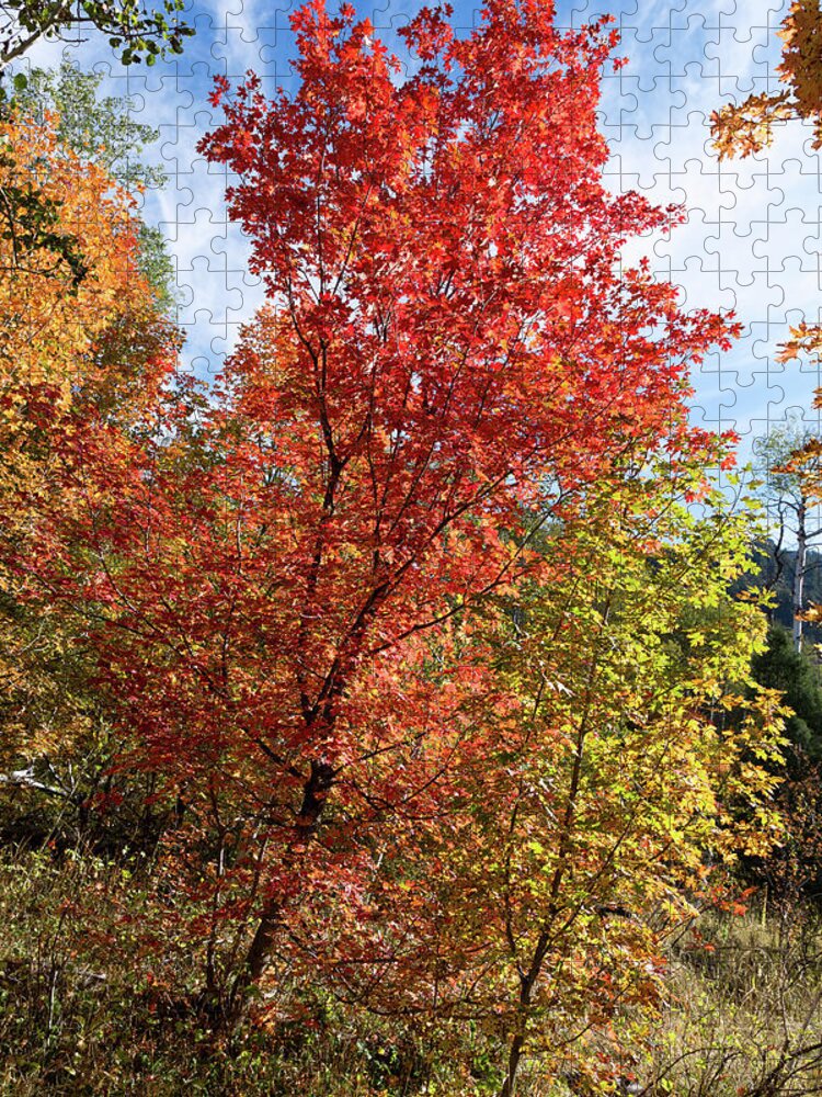 Autumn Landscapes Jigsaw Puzzle featuring the photograph Blazing Maples in the Canyon by Kathleen Bishop