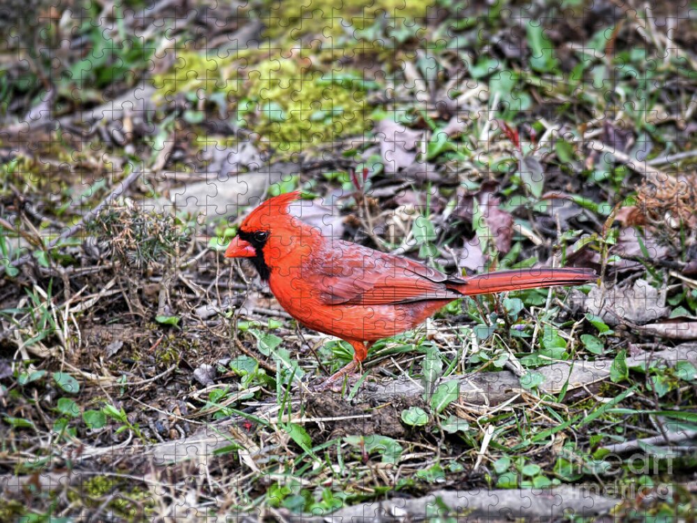 Birds Jigsaw Puzzle featuring the photograph Blessed By Red - Male Northern Cardinal by Kerri Farley
