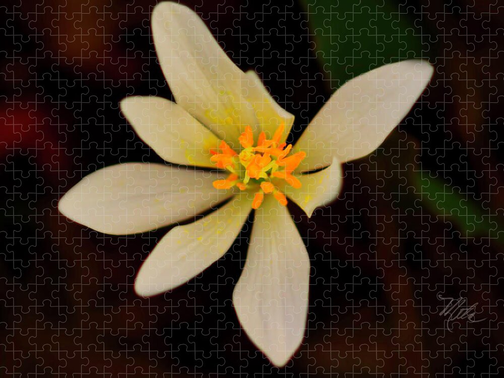 Macro Photography Jigsaw Puzzle featuring the photograph Bloodroot by Meta Gatschenberger