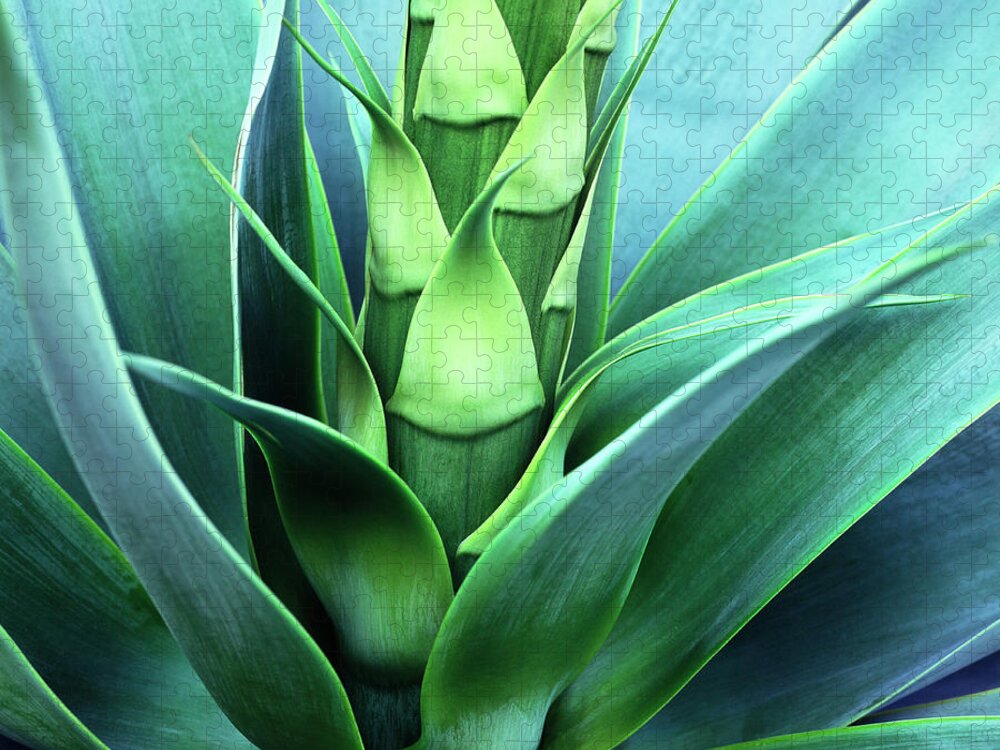 Agave Puzzle featuring the photograph Blue Agave by Oleg Moiseyenko