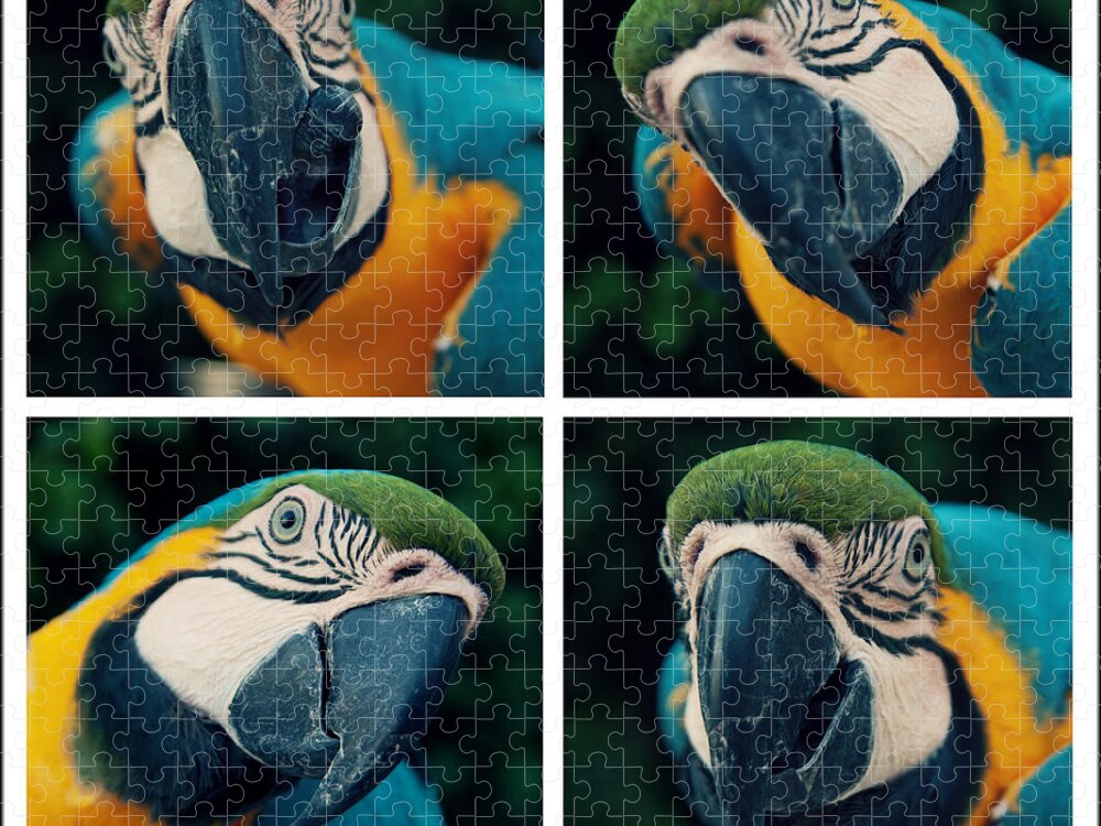 Macaw Jigsaw Puzzle featuring the photograph Blue And Yellow Macaw by Photo By Melissa Keizer
