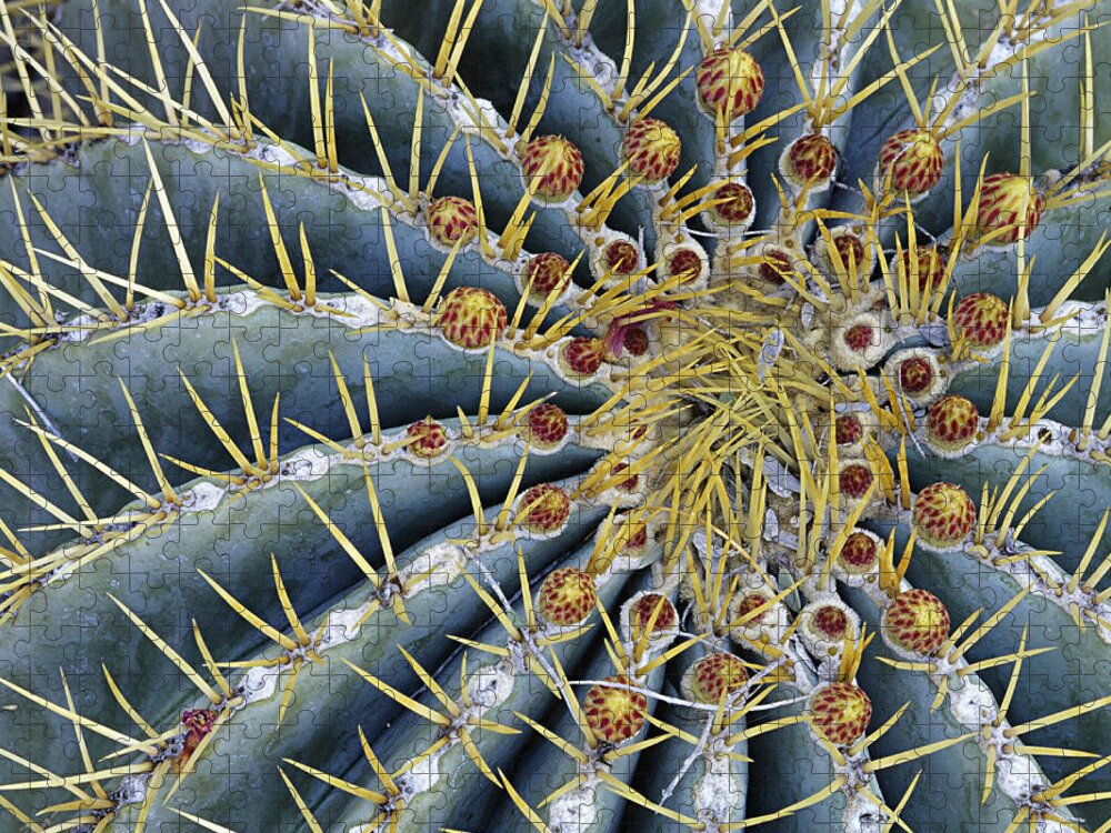 Sonoran Desert Jigsaw Puzzle featuring the photograph Blue Barrel Cactus Radial Symmetry by Ed Reschke