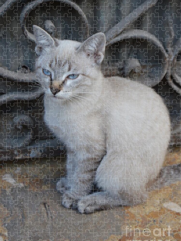 Cat Jigsaw Puzzle featuring the photograph Blue Eyed by Thomas Schroeder