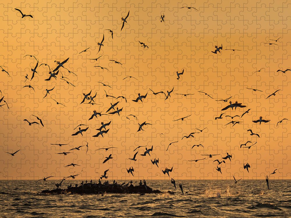 Animal Jigsaw Puzzle featuring the photograph Blue-footed Booby Flock Fishing by Tui De Roy