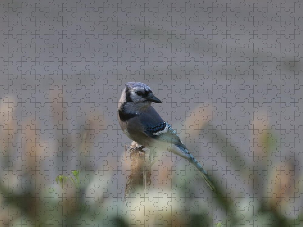 Jay Jigsaw Puzzle featuring the photograph Blue Jay 7002 by John Moyer
