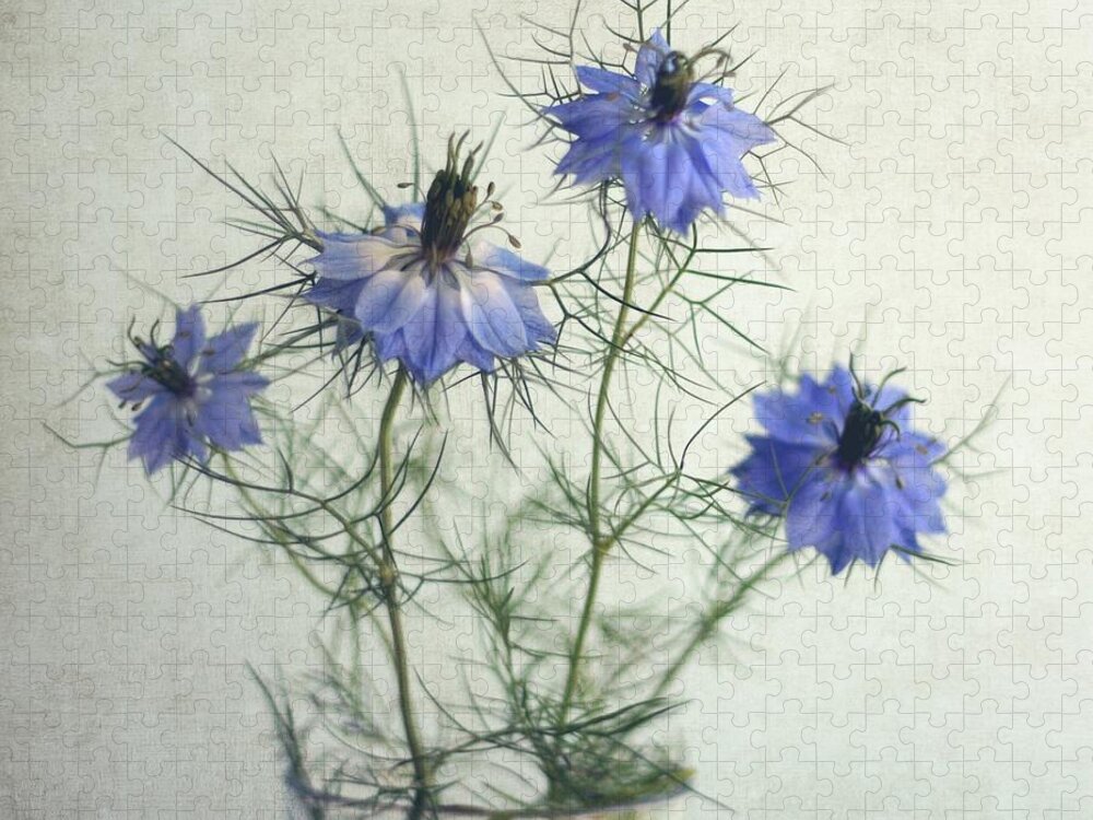 Bulgaria Jigsaw Puzzle featuring the photograph Blue Nigella Sativa Flowers by By Julie Mcinnes
