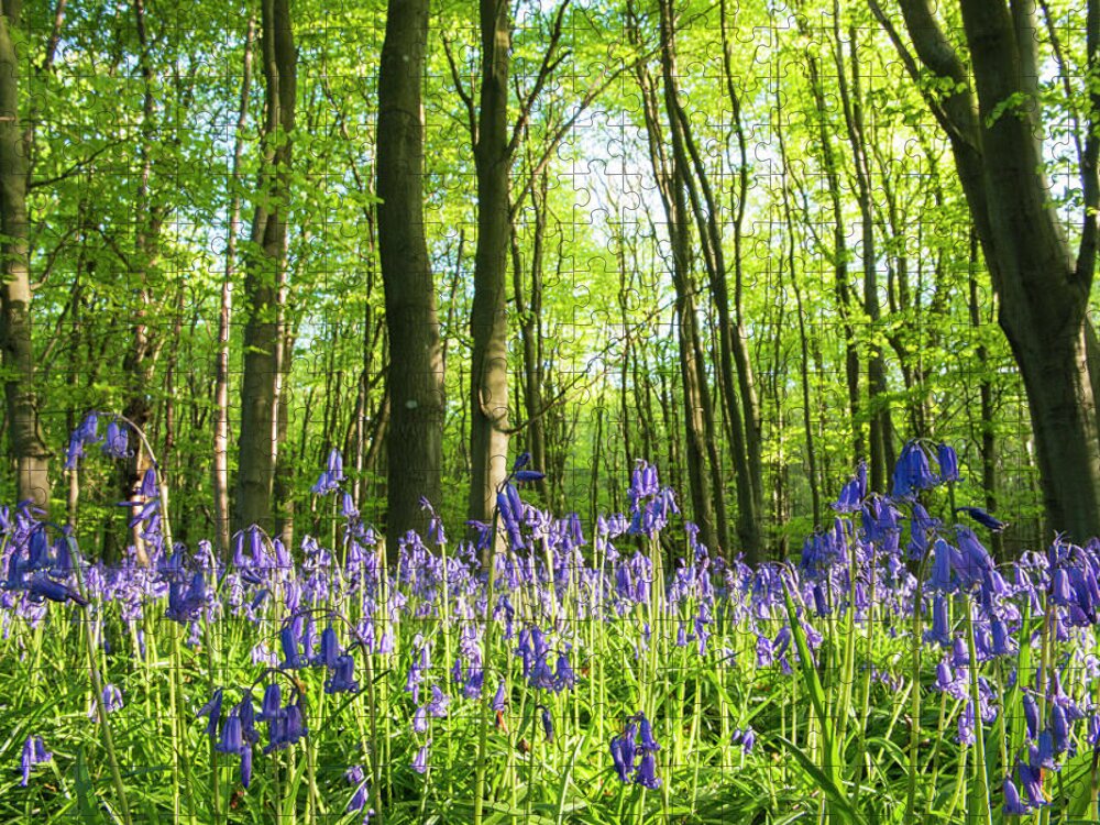 Tranquility Jigsaw Puzzle featuring the photograph Bluebells In Beech Woods by James Warwick