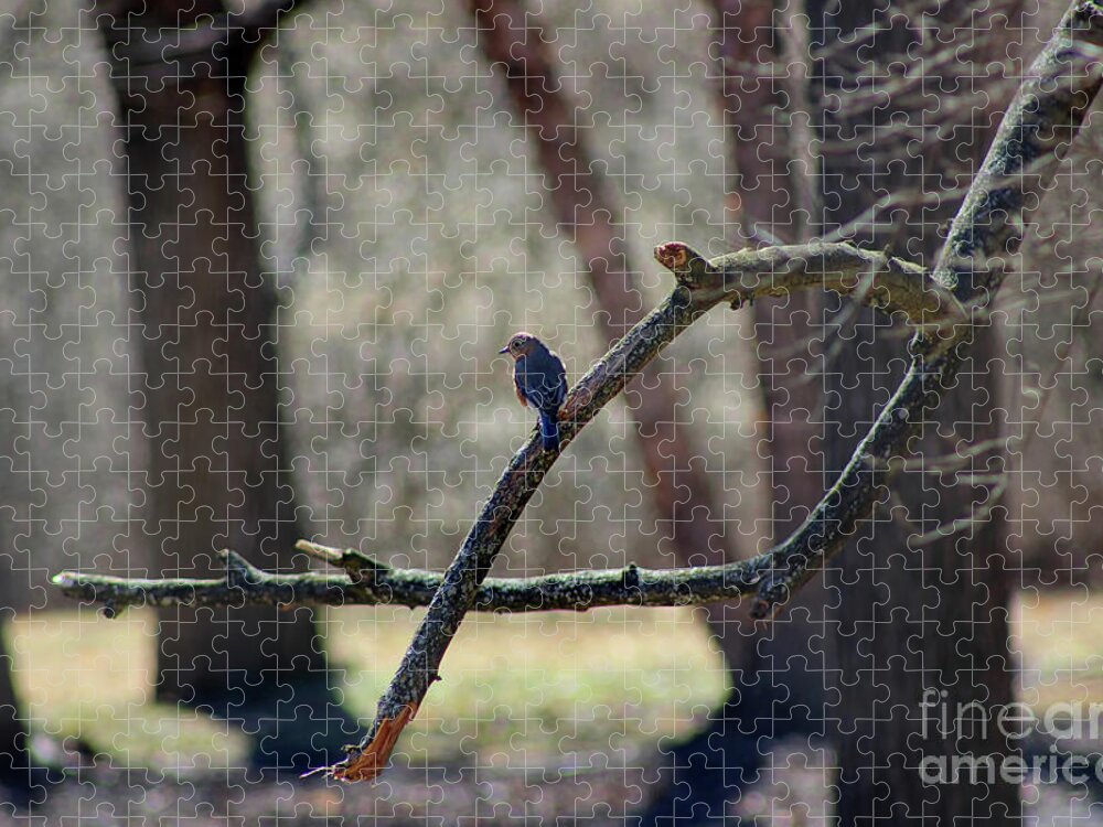 Bluebird Jigsaw Puzzle featuring the photograph Bluebird, Bluebird, Sing to Me by Karen Adams