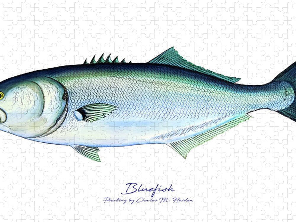 Charles Harden Jigsaw Puzzle featuring the painting Bluefish by Charles Harden