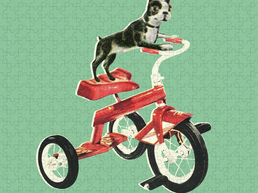 Activity Jigsaw Puzzle featuring the drawing Boston Terrier Riding a Bike by CSA Images