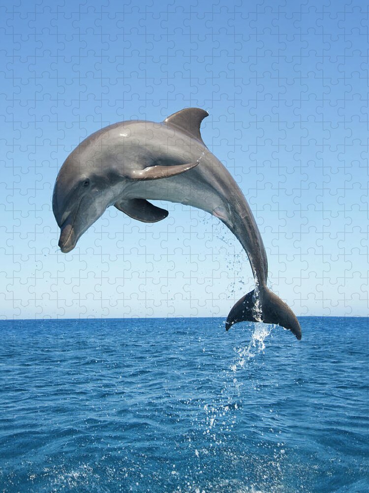 Animal Themes Jigsaw Puzzle featuring the photograph Bottle Nosed Dolphin Jumping by Mike Hill