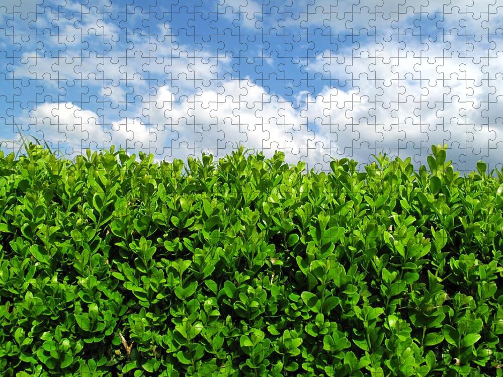 Clear Sky Jigsaw Puzzle featuring the photograph Box Hedge by Fotolinchen