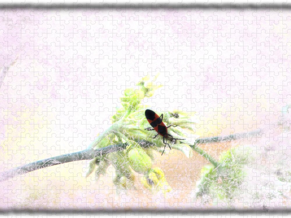 Boxelder Beetle Jigsaw Puzzle featuring the photograph Boxelder Bug in Morning Haze by Colleen Cornelius