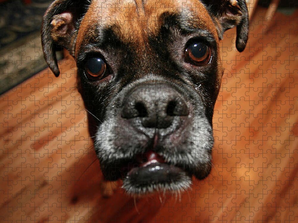 Boxer Jigsaw Puzzle featuring the photograph Boxer Head Shot by Rich Collins