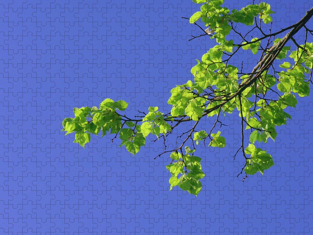 Lime Tree Jigsaw Puzzle featuring the photograph Branch Of A Lime Tree Tilia Spec by Martin Ruegner