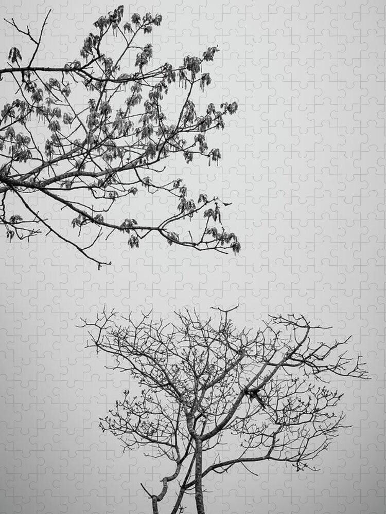 Arbor Jigsaw Puzzle featuring the photograph Branching Out II BW by David Gordon