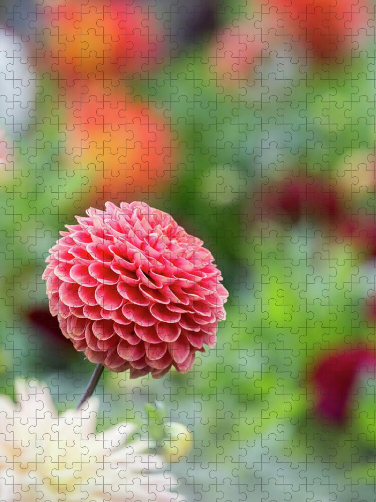 Cheerful Jigsaw Puzzle featuring the photograph Bright and cheery pompom dahlia by Anita Nicholson