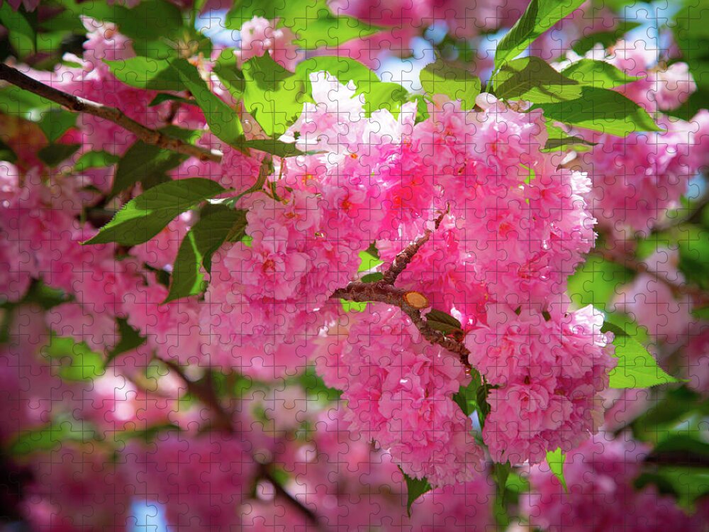 Flowers Jigsaw Puzzle featuring the photograph Bright Pink Blossoms by Lora J Wilson