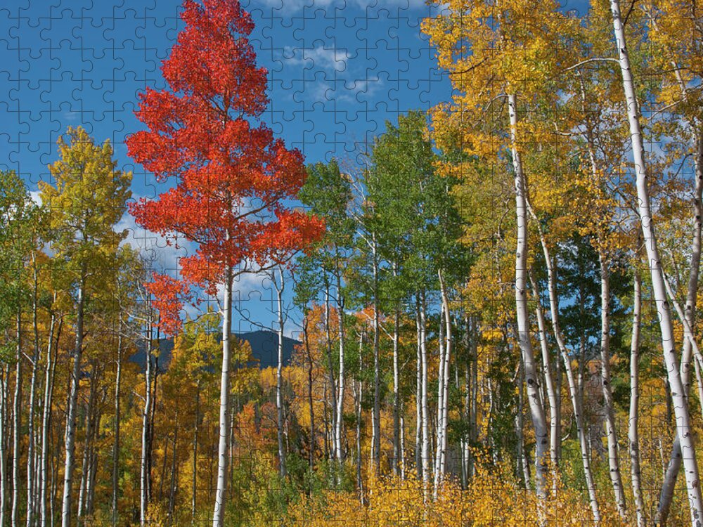 Aspen Jigsaw Puzzle featuring the photograph Brilliant Red Aspen by Cascade Colors