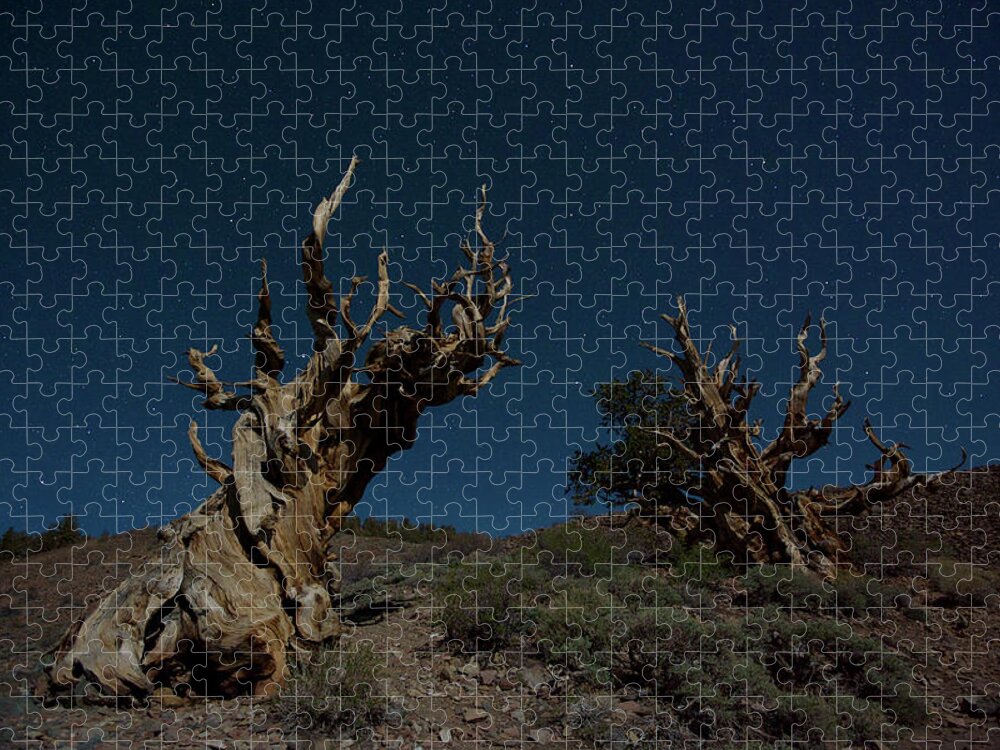 Tranquility Jigsaw Puzzle featuring the photograph Bristlecone Pine by Enrique R. Aguirre Aves