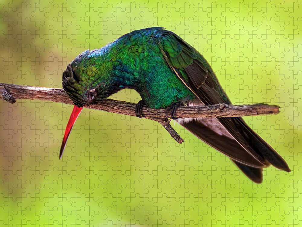 Broad-billed Jigsaw Puzzle featuring the photograph Broad-billed Hummingbird h1817 by Mark Myhaver