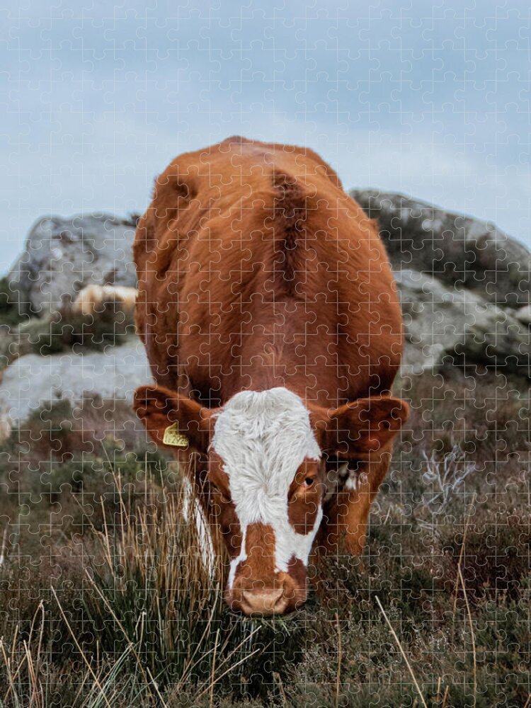 Animal Jigsaw Puzzle featuring the photograph Brown and white cow at Baslow Edge by Scott Lyons