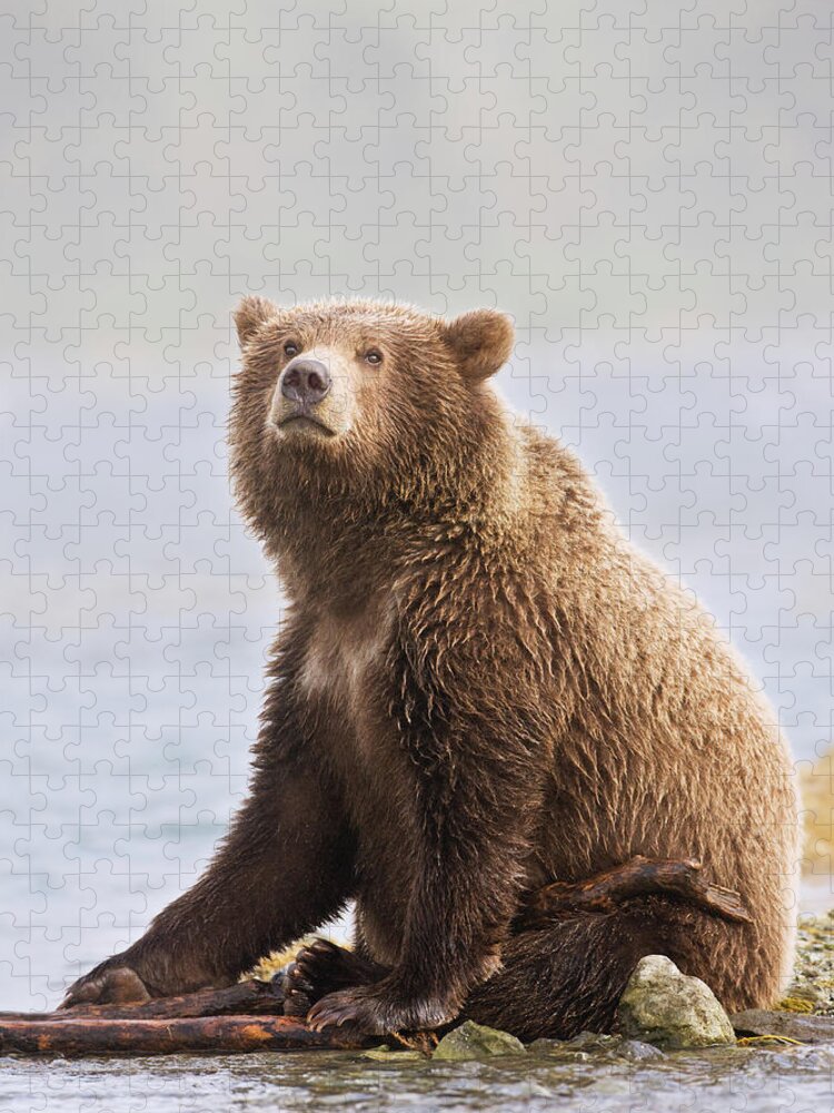 Katmai Peninsula Jigsaw Puzzle featuring the photograph Brown Bear by Kencanning