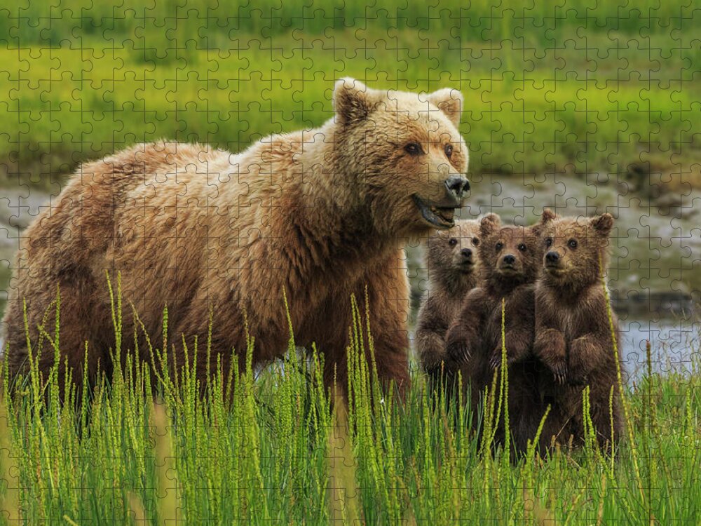 Brown Bear Jigsaw Puzzle featuring the photograph Brown Bear Sow And Cubs, In The Long by Mint Images - Art Wolfe