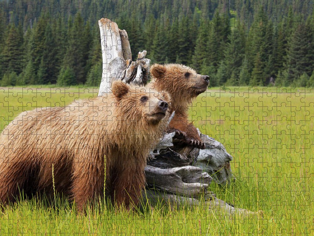 Brown Bear Jigsaw Puzzle featuring the photograph Brown Bears, Lake Clark National Park by Mint Images/ Art Wolfe