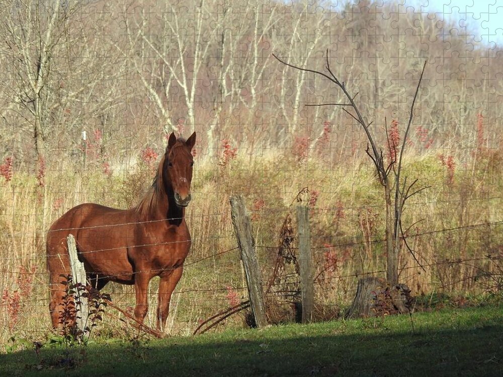 Horse Jigsaw Puzzle featuring the photograph Brown Beauty by Kathy Ozzard Chism