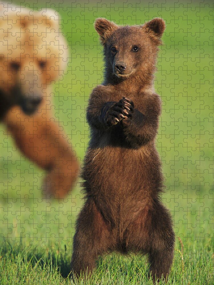 Brown Bear Jigsaw Puzzle featuring the photograph Brown Grizzly Bear Cub Ursus Arctos by Eastcott Momatiuk